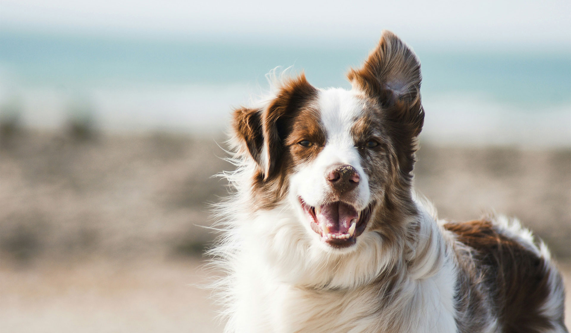 Northern Beaches Veterinary Clinic