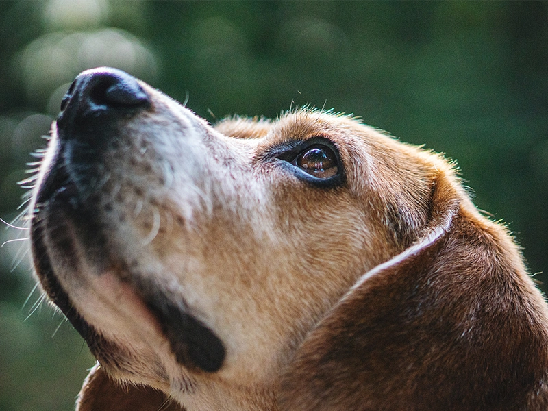 Senior Wellness Testing