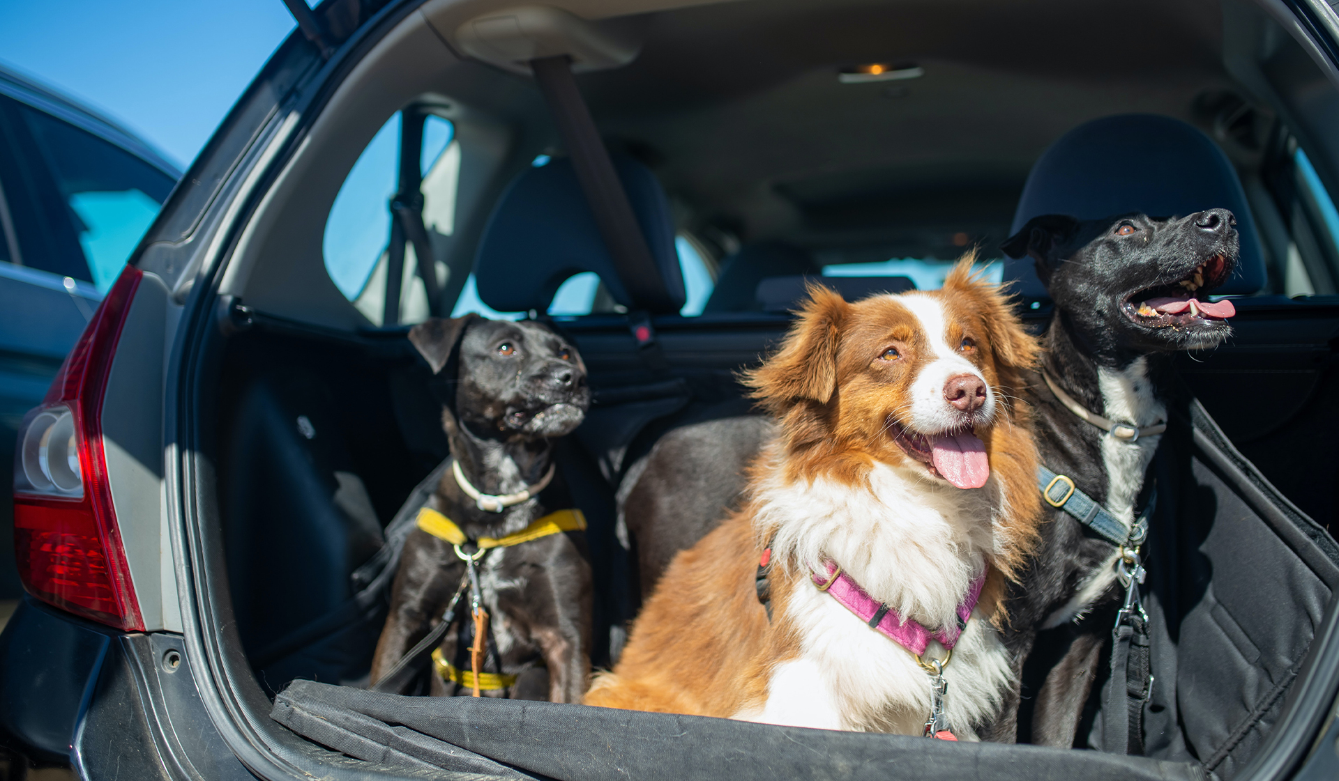 Northern Beaches Vet Dogs in Car Boot Northern Beaches Veterinary
