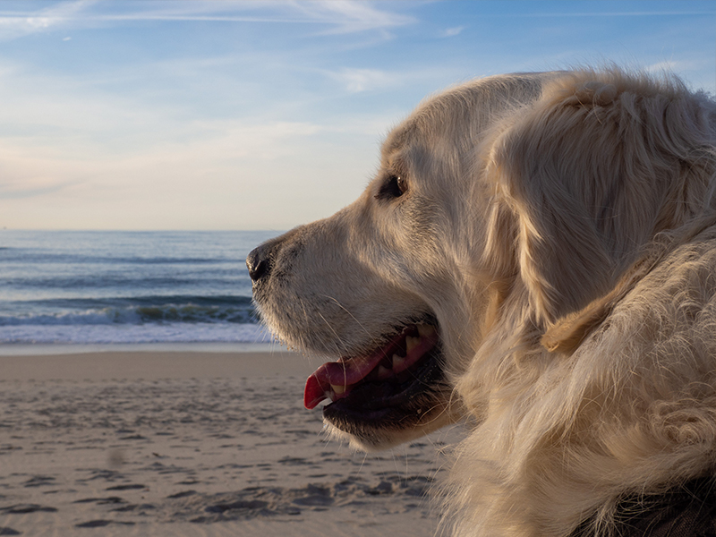 Vet Kewarra Beach