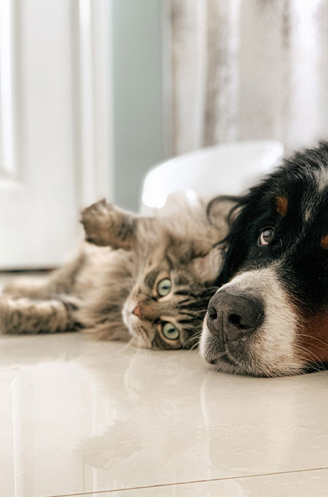 Orthopaedic Surgery at Northern Beaches Vet