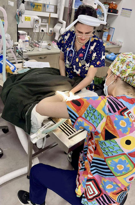 Northern Beaches Vet - Pet Emergencies