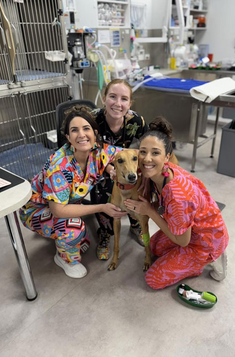 Northern Beaches Vet - Veterinary Dermatology