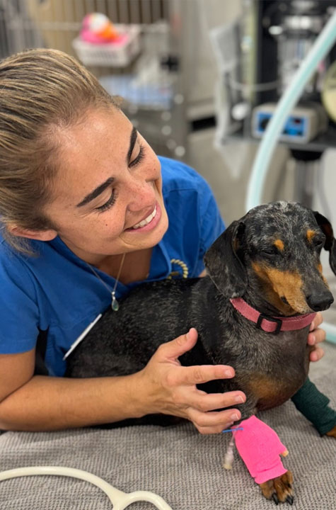 Northern Beaches Vet - Complex Medical Cases